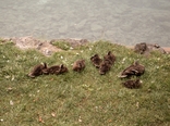 [A duck and ducklings by the water's edge]