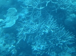 [More corals]