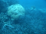 [Corals seen from a semi-submersible]