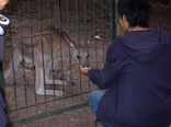 [More kangaroo feeding]