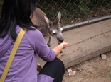 [More kangaroo feeding]