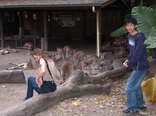 [Ceri with a whole crowd of kangaroos]