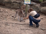 [Kangaroo feeding]