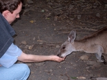 [More kangaroo feeding]